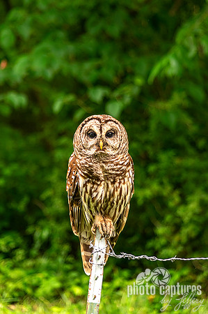 Barred Owl perched on top of barbwire fence post