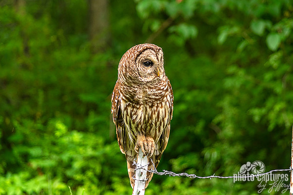 Barred Owl perched on fence post looking to the right