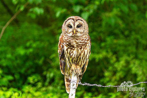 Barred Owl on barbwire fence post