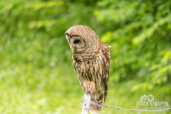 Barred Owl perched on rural country fence post