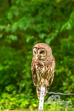 Barred Owl perched on top barbwire fence post looking down