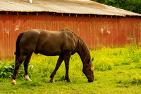 Brown horse grazing next to red barn on farm East Springfield TN