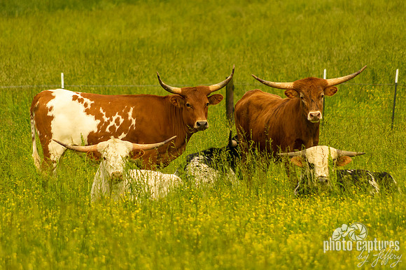 Steers standing laying down Robertson County TN