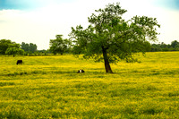 Two cows one laying down under tree