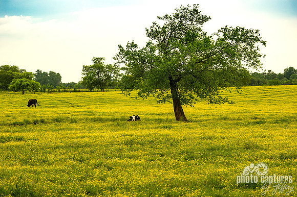 Two cows one laying down under tree