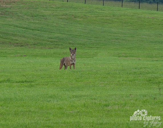 Coyote in freshly cut hay field