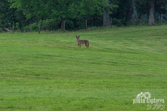 Coyote in field close to tree lined fence line