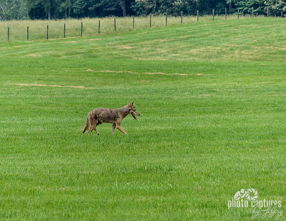 Coyote on the hunt in field