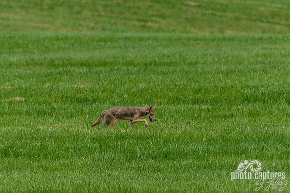 Coyote with paw up