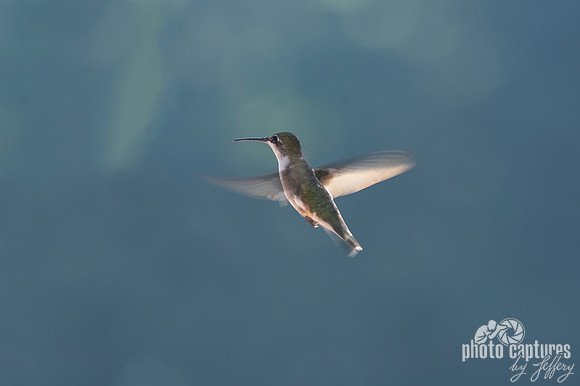 Hummingbird in flight against soft blue facing left