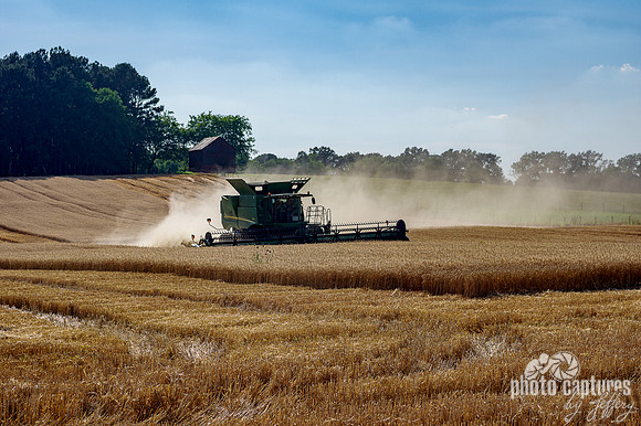 Combine wheat harvest