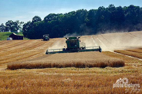 Combine harvesting wheat