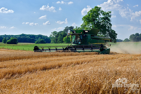 Combine hervester in wheat field