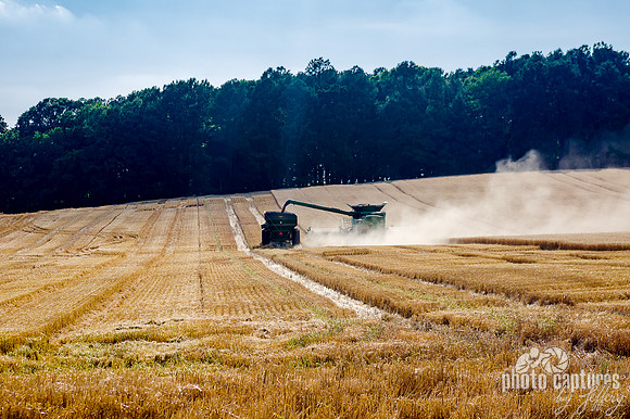 Combine loading wheat cart