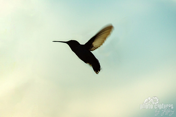 Silhouette hummingbird in flight one wing visible