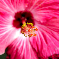 Tropical Red Hibiscus flower bloom square