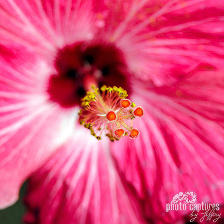 Tropical Red Hibiscus flower bloom square