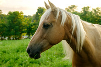 Sorrel blonde horse close up