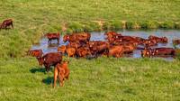 Red Angus Cows Wading in Corner of Pond
