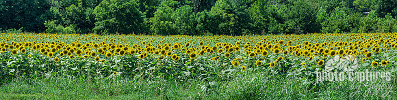 Panorama-Sunflower-Field