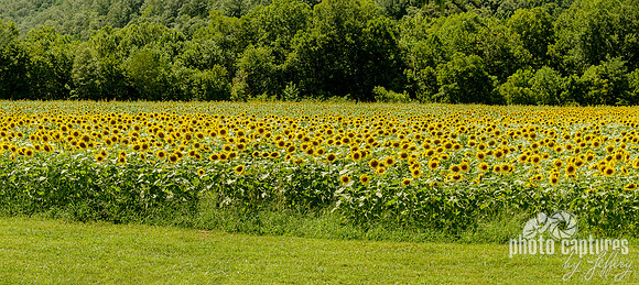 Panorama field of sunflowers