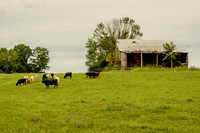Mixture of cows grazing in pasture near old barn