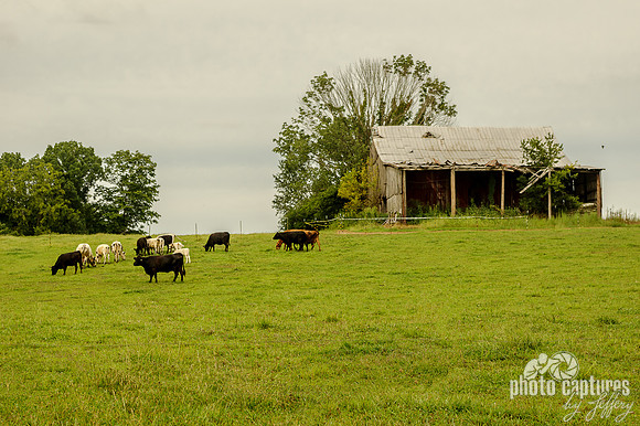 Mixture of cows grazing in pasture near old barn