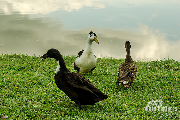 Three different ducks hanging out