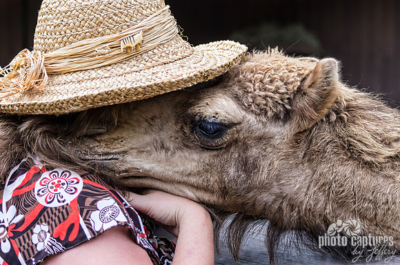 Squirrel Dromedary Camel being affectionate