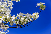 Flowers-Floral-Blooms