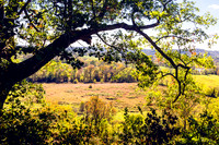 Scenic Countryside