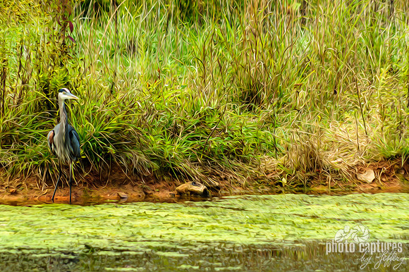 Painterly rendering of Great Blue Heron Swan Lake facing right