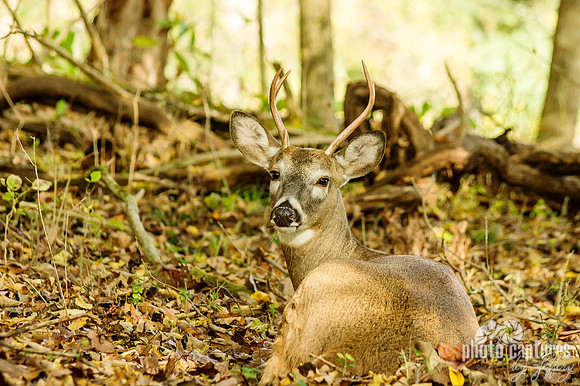 Young buck looking back Dunbar Cave