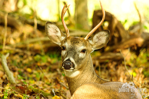 Young buck looking back Dunbar Cave closer view