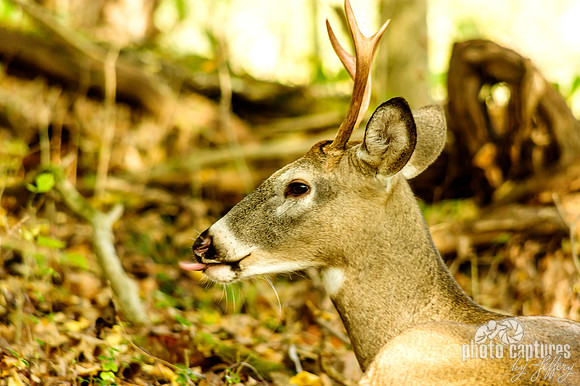 Young buck tongue out Dunbar Cave