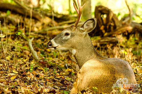 Young buck side view Dunbar Cave