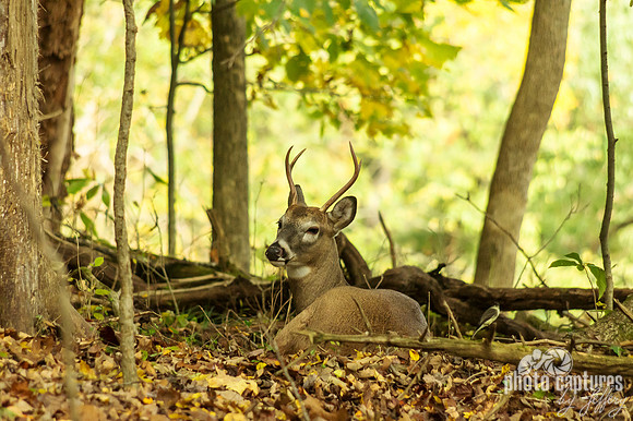 Young buck near trail Dunbar Cave