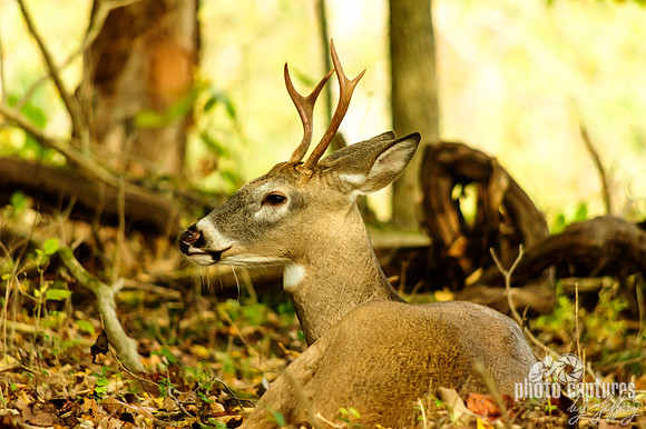 Young buck antlers Dunbar Cave