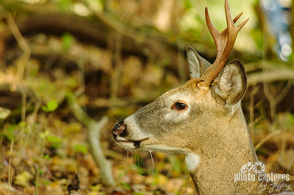 Young buck head side view Dunbar Cave