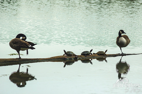 Two geese three turtles sunning on log
