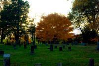 Plants and Trees