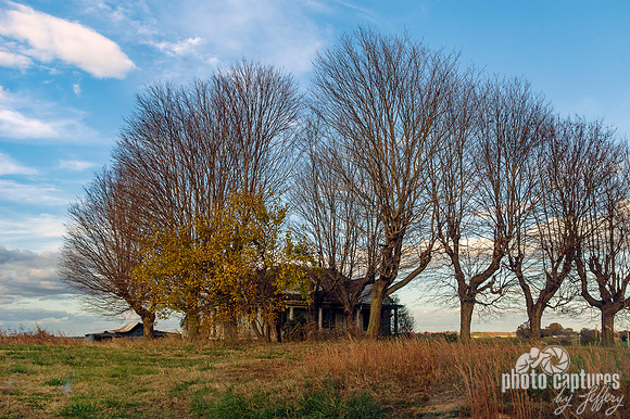 Abandoned house large leafless trees in yard