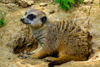 Meerkat Woke Up From A Nap