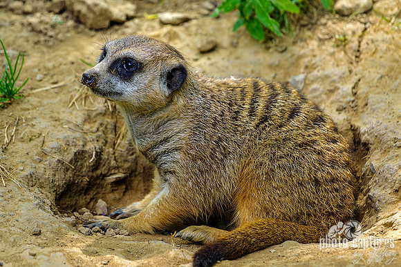 Meerkat Woke Up From A Nap