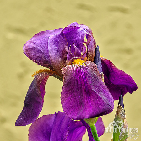 Ministre Fernand David Tall Bearded Iris square