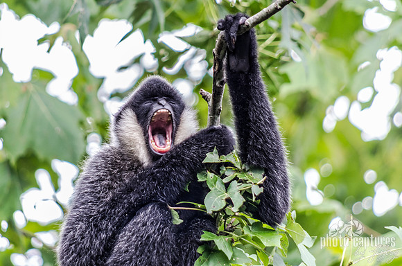 Ari white-cheeked gibbon in full yawn