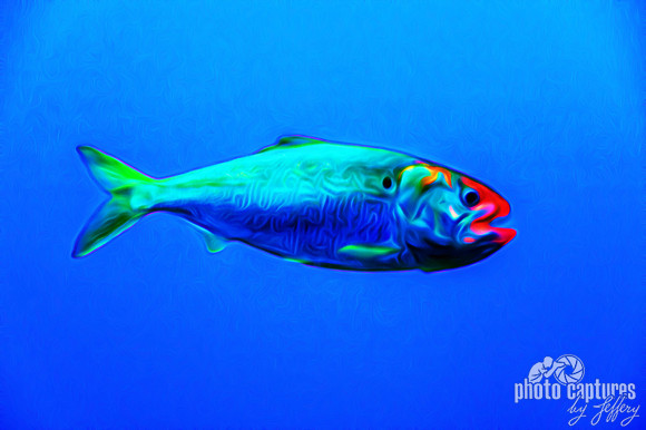 Menhaden artistic rendering