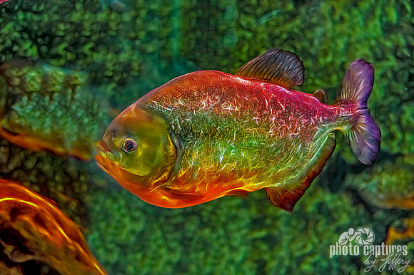 Red Bellied Piranha artistic rendering