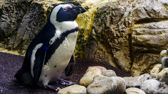 African penguin landscape