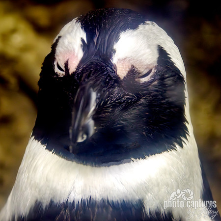African penguin portrait square